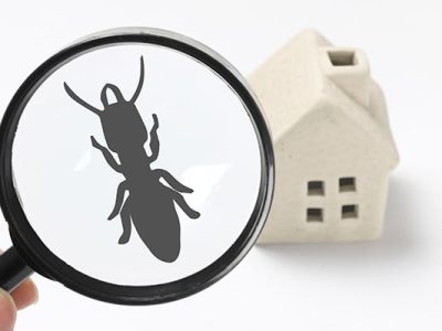 pest-control-inspection